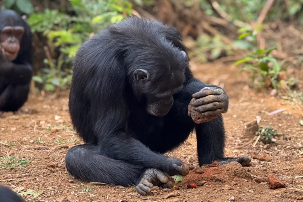 uniek gedrag van chimpansees verdwijnt