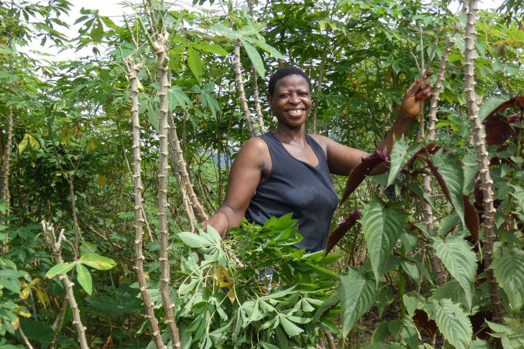The Green Project van Limbe Wildlife Centre in Kameroen
