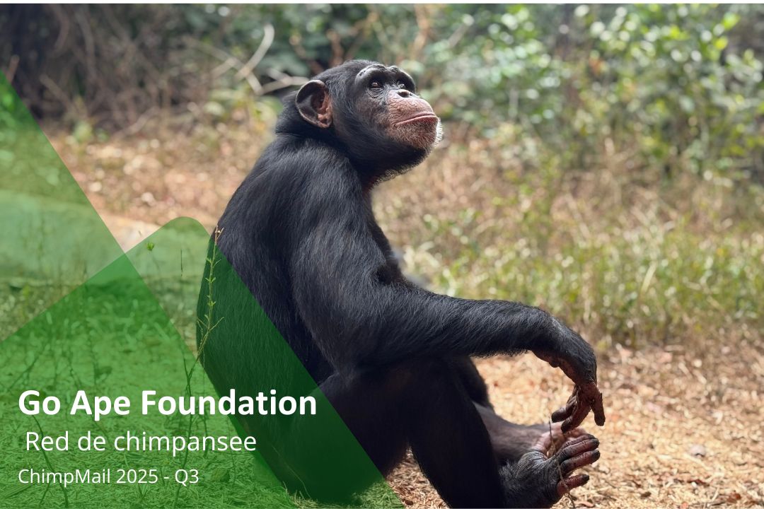 Go Ape Foundation - Nieuwsbrief ChimpMail Q3 2026
