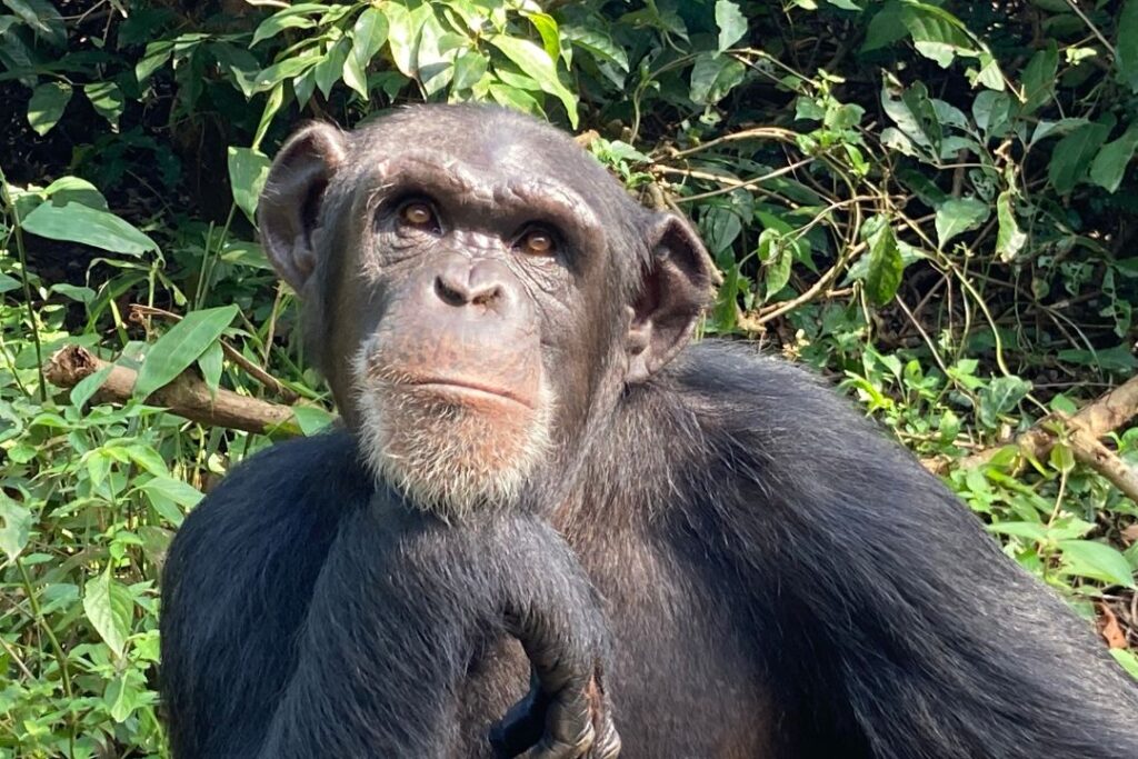 geredde chimpansee Tompey in Tacugama © Go Ape Foundation