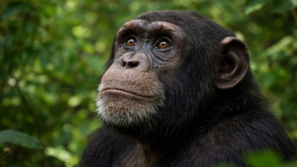 Chimpansees beschermen in Afrika: wat werkt