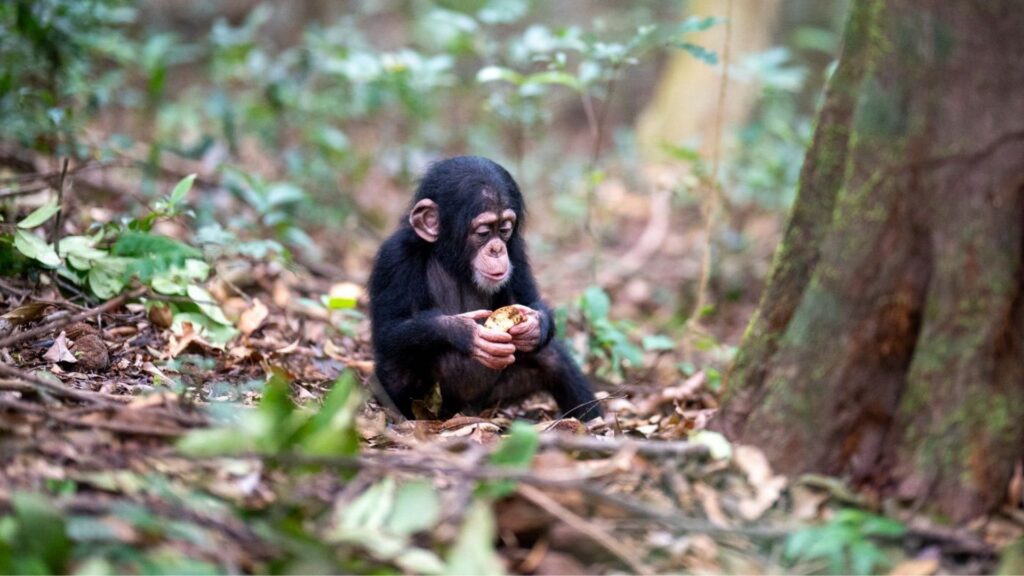 Chimpansees beschermen in Afrika: wat werkt