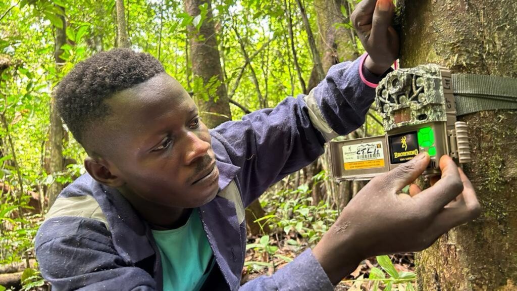 Chimpansees beschermen in Afrika: wat werkt
