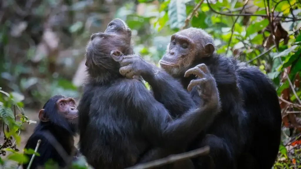Blog 20260730 - Chimpansees redden met donaties werkt zo - 1920x1080 (1)