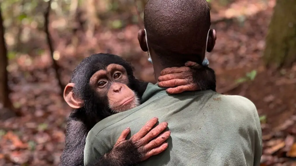 Blog 20260730 - Chimpansees redden met donaties werkt zo - 1920x1080 (2)