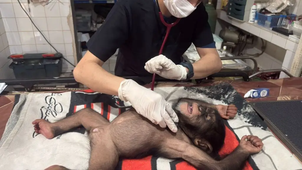 Blog 20260807 - Wat kost chimpanseeadoptie en wat steun je - 1920x1080 (2)