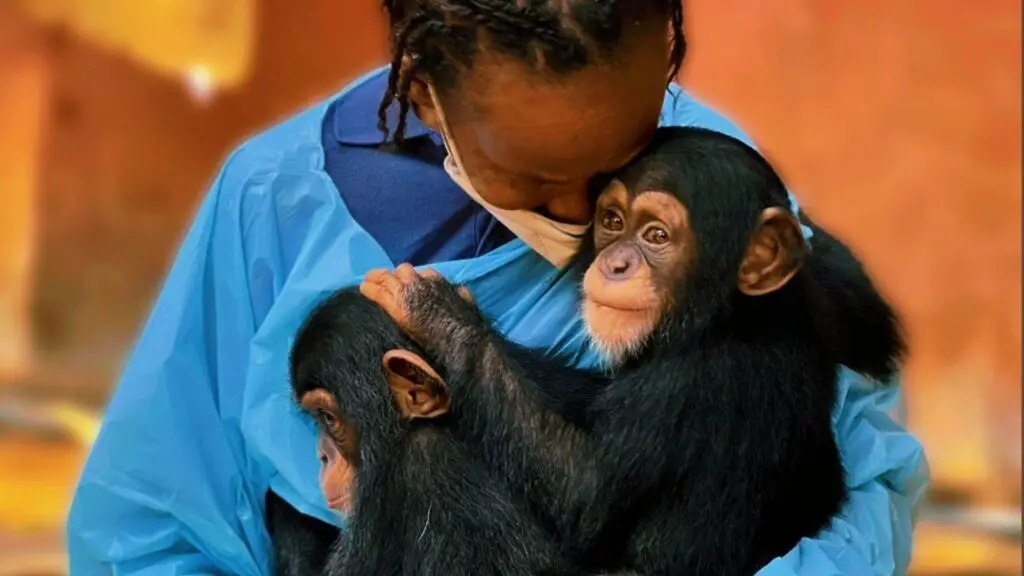Blog 20260807 - Wat kost chimpanseeadoptie en wat steun je - 1920x1080 (3)