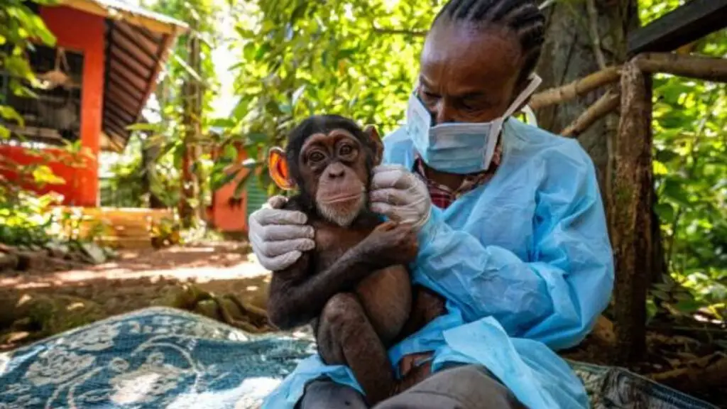 Blog 20260807 - Wat kost chimpanseeadoptie en wat steun je - 1920x1080 (4)