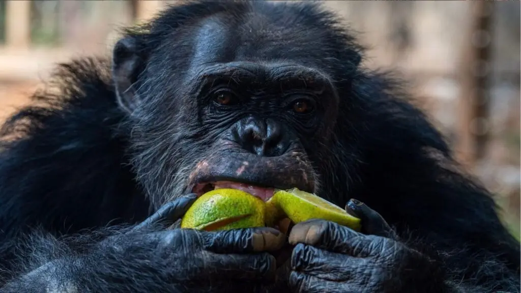Blog 20260807 - Wat kost chimpanseeadoptie en wat steun je - 1920x1080 (6)