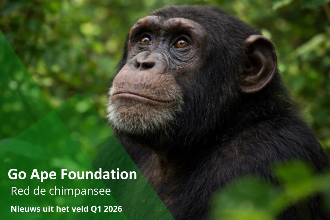 ChimpMail 2026-Q1 Feature Picture