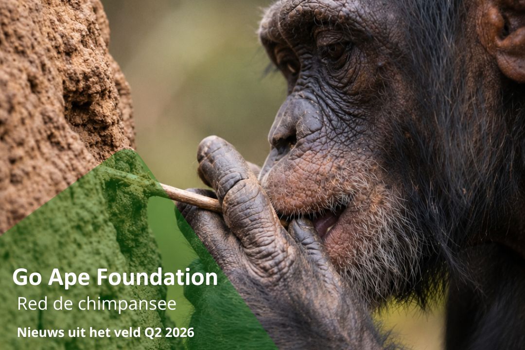 ChimpMail 2026-Q2 Feature Picture