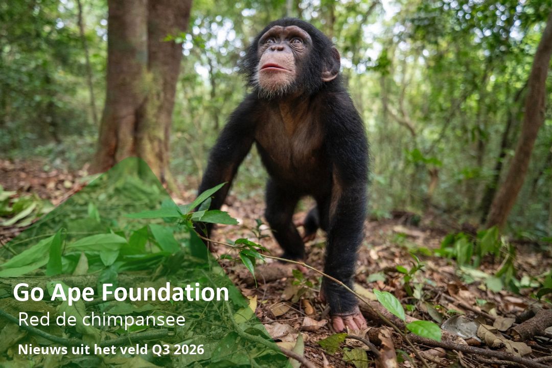 ChimpMail 2026-Q3 Feature Picture