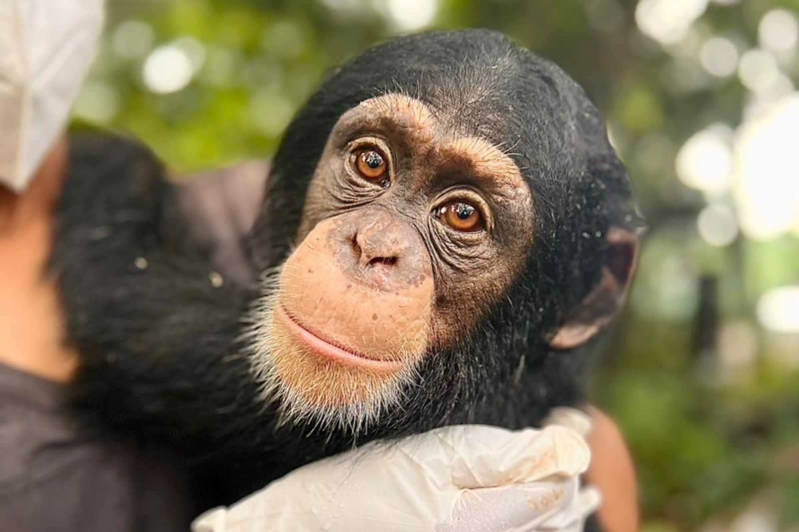 Go Ape Foundation – Home – Adopteer een chimpansee de zorg voor geredde chimpansees is intensief en kostbaar, adopteer daarom een chimpansee